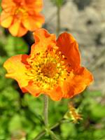 Geum Chiloense (fam. Rosacees)(Andes)(02) (Photo F. Mrugala)